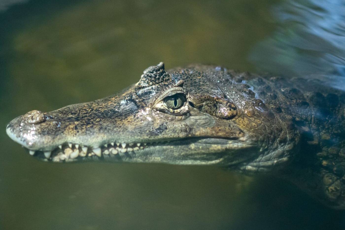 Alligator Bay à Beauvoir